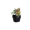 100mm Tomato Lemon Drop - Solanum lycopersicum