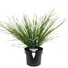 140mm Lomandra Lady Tanika - Lomandra longifolia