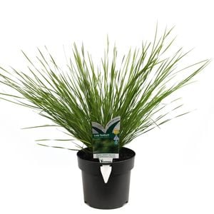 140mm Lomandra Lady Tanika - Lomandra longifolia