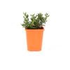 85mm Bright & Easy - Delosperma Purple Buttons