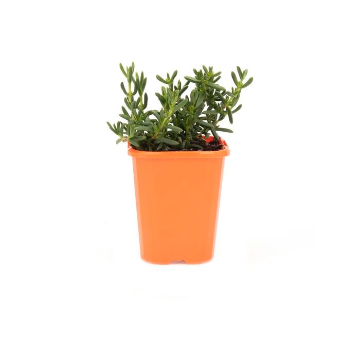 85mm Bright & Easy - Delosperma Purple Buttons