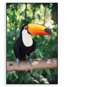 Largest And Best-Known Toucan  Print 100% Australian Made 90x120cm  (Poster)