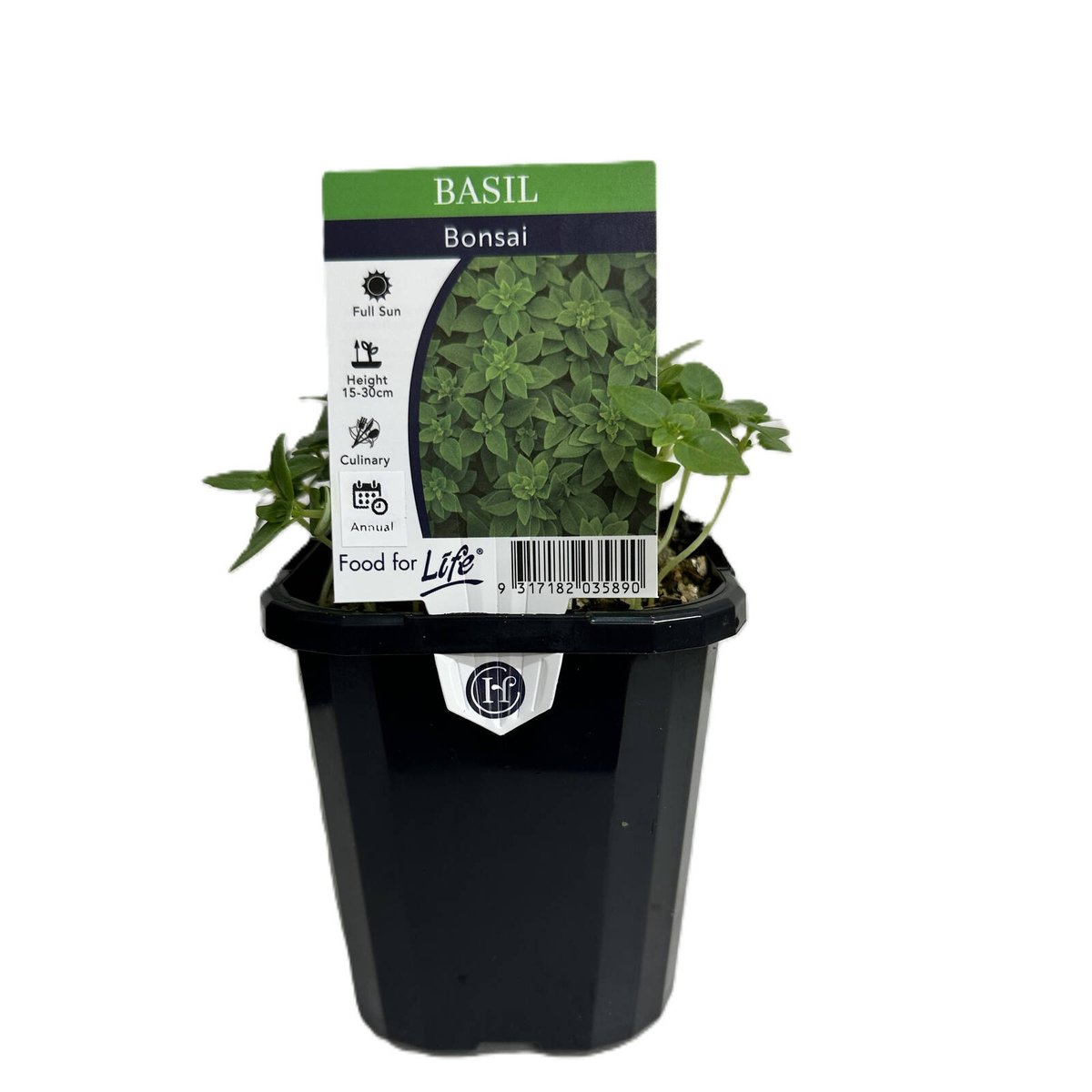 95mm Basil Bonsai - Ocimum basilicum - Bunnings Australia