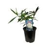 1.5L Daphne Odora x Bholua Var - Daphne Perfume Princess White