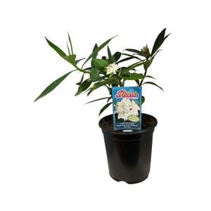 1.5L Daphne Odora x Bholua Var - Daphne Perfume Princess White