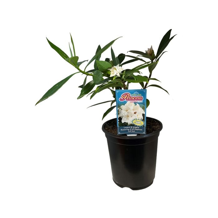 1.5L Daphne Odora x Bholua Var - Daphne Perfume Princess White