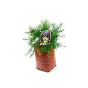 350mm Grevillea Cream And Green - Grevillea rosmarinifolia