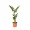 190mm Bird Of Paradise - Strelitzia reginae