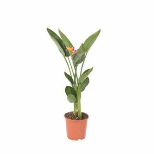190mm Bird Of Paradise - Strelitzia reginae