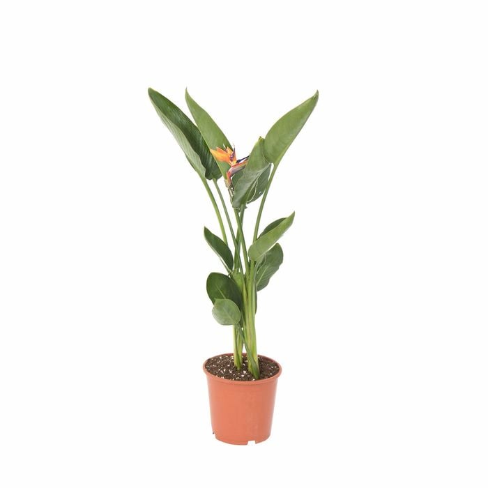 190mm Bird Of Paradise - Strelitzia reginae