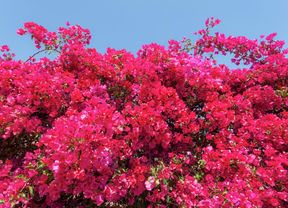A bougainvillea plant with pink flowers.