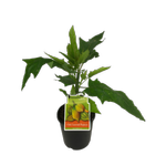 3L Oak leaved Papaya - Carica Quercifolia -  Incredible Edible Range