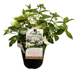 17cm Hydrangea Runaway Bride - Hydrangea macrophylla - Gardening Solutionz