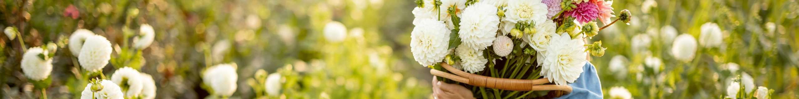 Person holding a wicker basket filled with colourful flowers, surrounded by blooming white flowers in a garden.