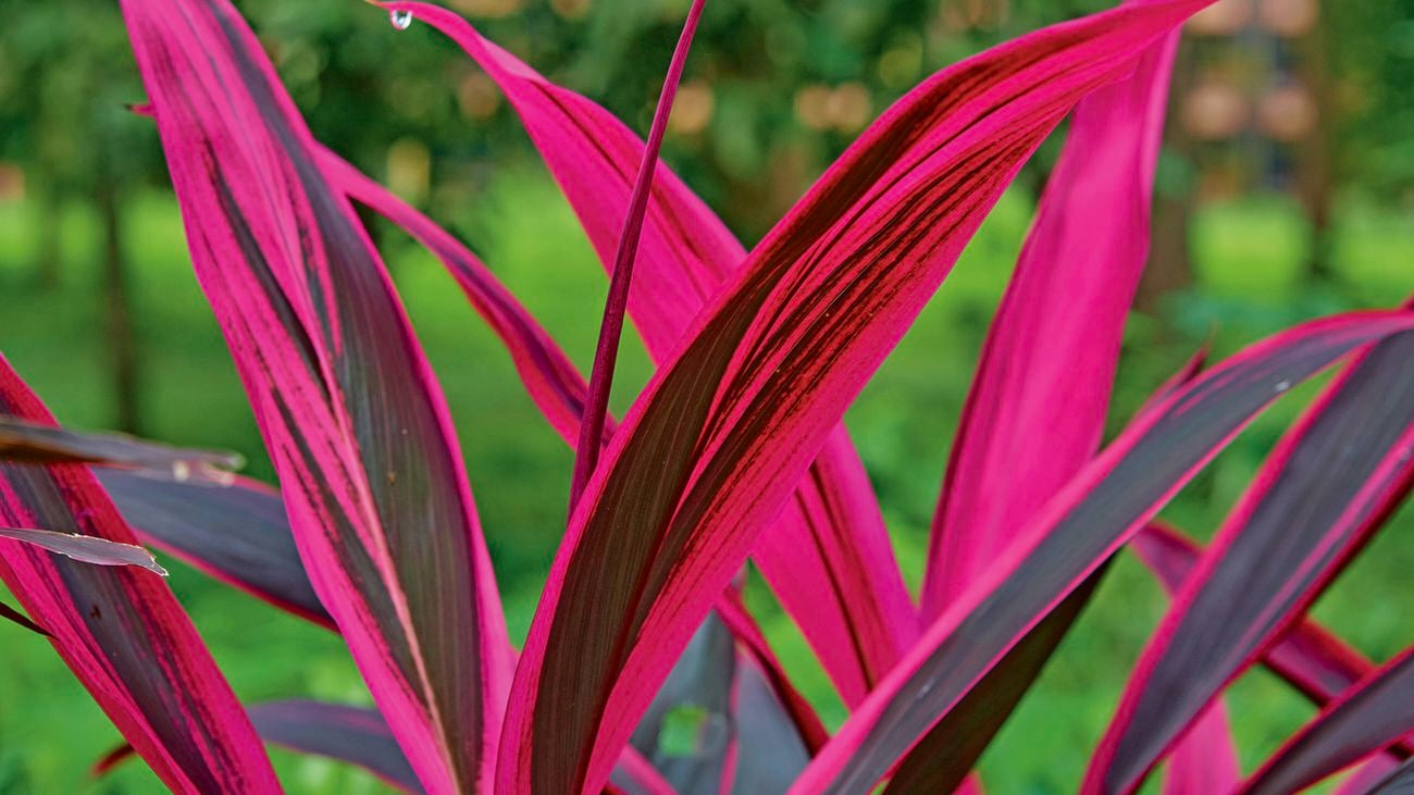 Close up of the vibrant pink long leaves of the Cordyline tropical plant.  