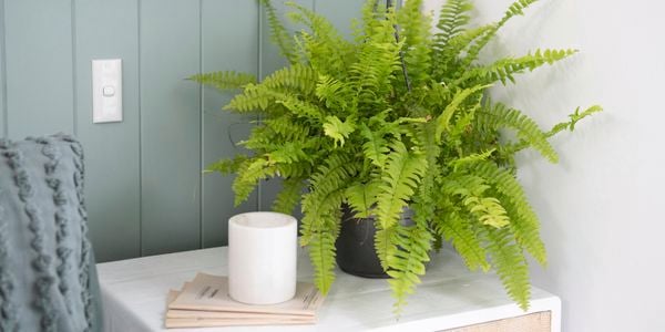 DIY - Header - How to add bedroom greenery with relaxing plants