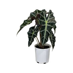 140mm Polly - Alocasia x Amazonica