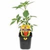 95mm Chilli African Bird's Eye - Capsicum frutescens
