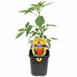 95mm Chilli African Bird's Eye - Capsicum frutescens