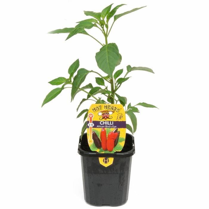 95mm Chilli African Bird's Eye - Capsicum frutescens