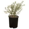 330mm Rosemary Wynyabbi Gem  - Westringia fruticosa