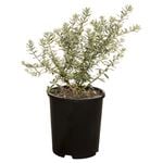 330mm Rosemary Wynyabbi Gem  - Westringia fruticosa