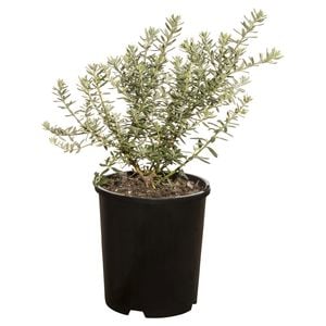 330mm Rosemary Wynyabbi Gem  - Westringia fruticosa