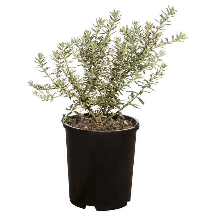 330mm Rosemary Wynyabbi Gem  - Westringia fruticosa