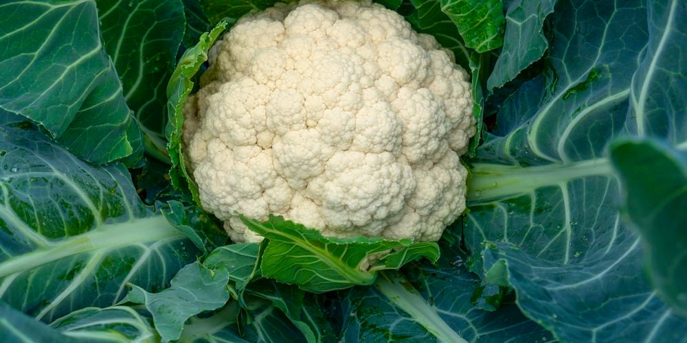 Cauliflower ‘White Snow’ has a compact, upright growth habit making it perfect for pots.