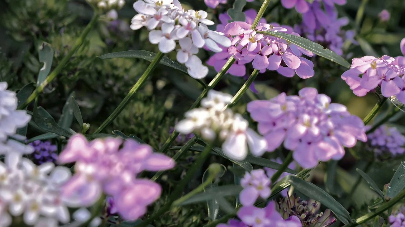alyssum