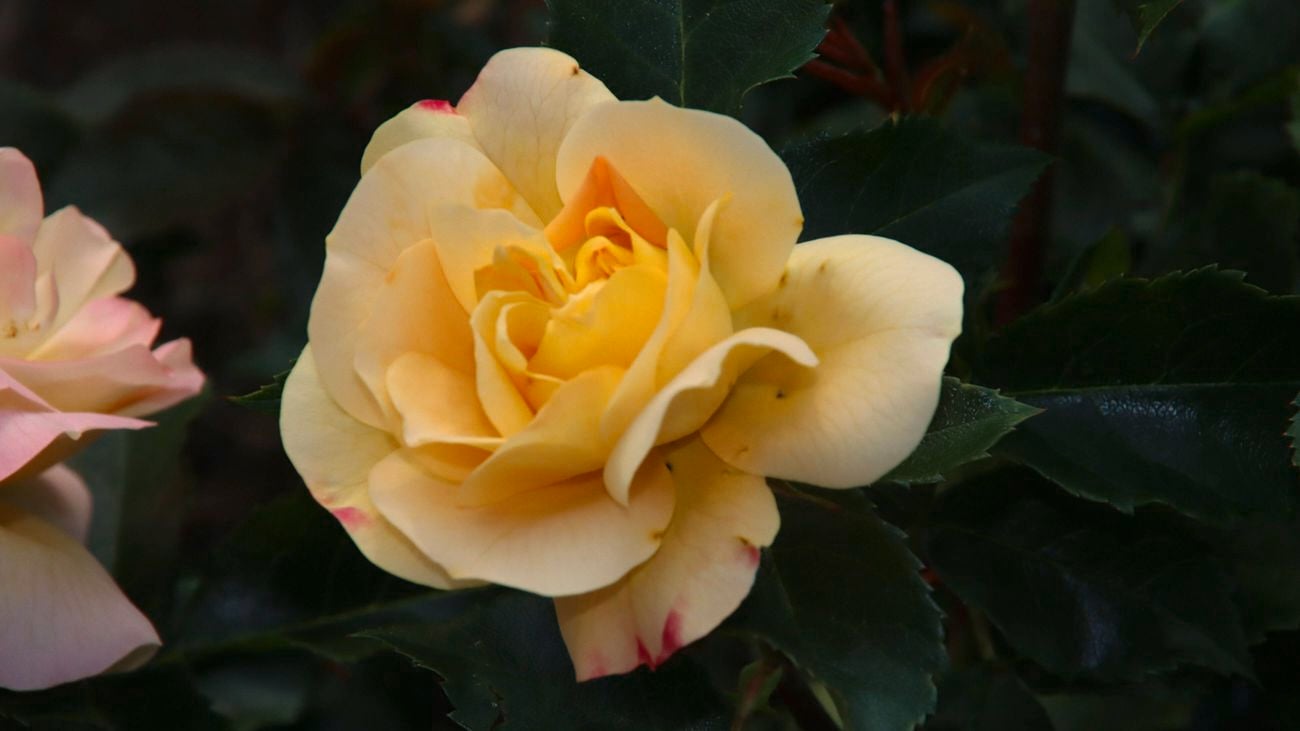 A close-up image of a Lampion rose in a peach colour