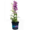 1.5L Penestemon Cha Cha Lavender - Penstemon