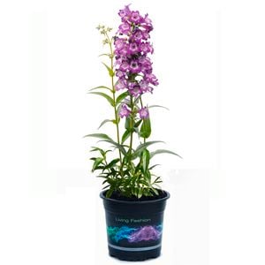 1.5L Penestemon Cha Cha Lavender - Penstemon