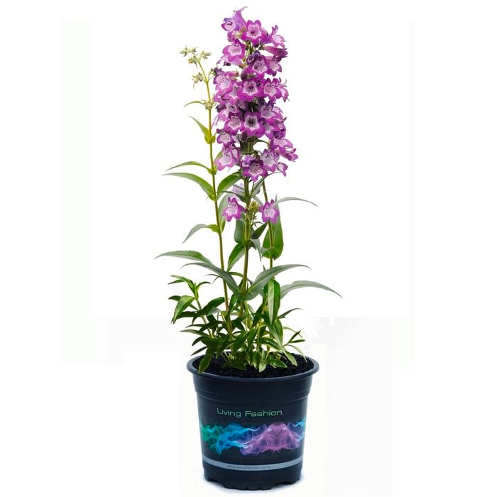 1.5L Penestemon Cha Cha Lavender - Penstemon