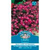 Mr Fothergill's Lobelia Rosamond
