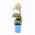 140mm Pandorea Wonga Gold - Pandorea pandorana