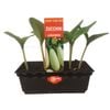 Punnet Zucchini Lebanese - Cucurbita Pepo