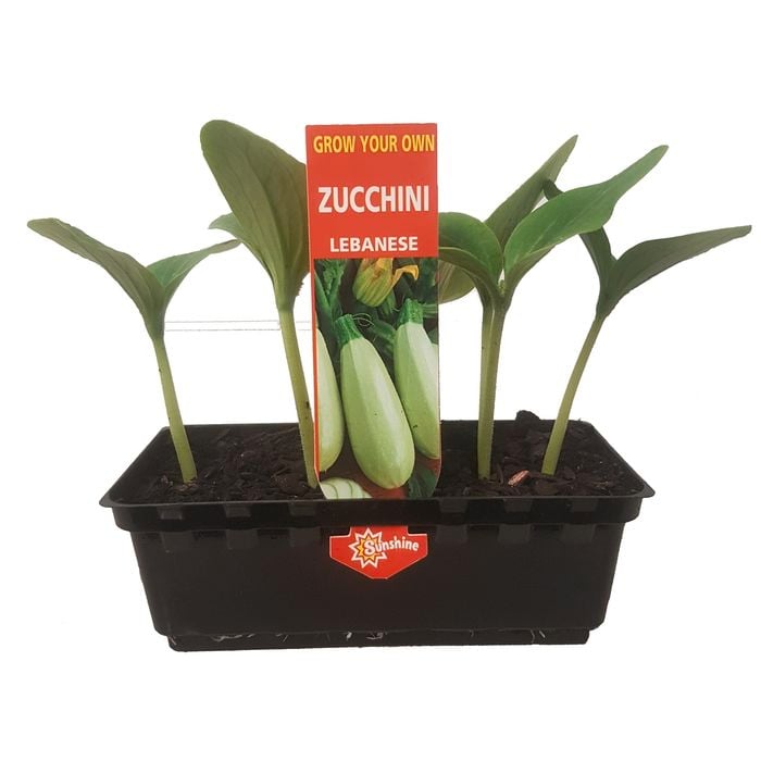 Punnet Zucchini Lebanese - Cucurbita Pepo