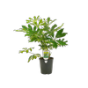 1.5L Umbrella Plant - Schefflera arboricola