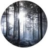 Anaglytpa Sunshine in the woods Wall Mural 144cm x 144cm