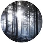 Anaglytpa Sunshine in the woods Wall Mural 144cm x 144cm