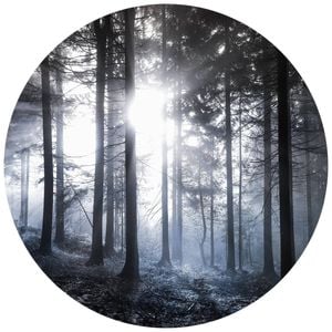 Anaglytpa Sunshine in the woods Wall Mural 144cm x 144cm