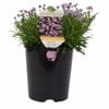 140mm Brachyscome Mauve Delight - Brachyscome angustifolia hybrid