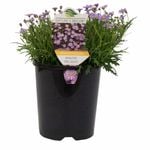 140mm Brachyscome Mauve Delight - Brachyscome angustifolia hybrid