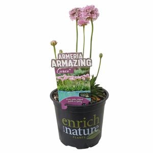 150mm Thrift - Armeria alliacea Armazing Grace