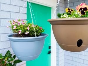 Hanging basket plants
