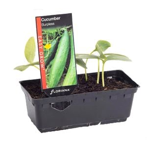 Cucumber Burpless Punnet - Cucumis sativus
