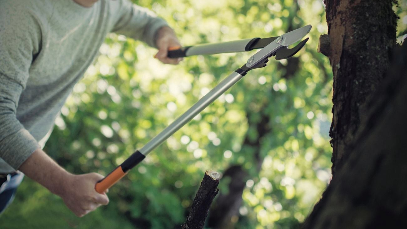 Using loppers to prune a tree