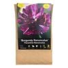 Yarra Valley Bulbs Smlpk Ranunculus Florentin Bur