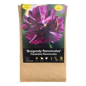 Yarra Valley Bulbs Smlpk Ranunculus Florentin Bur